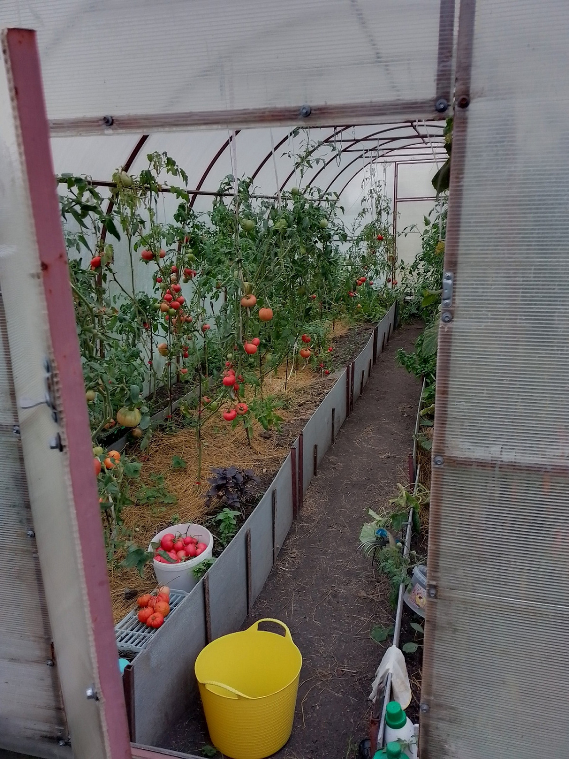 «Урожай с Формикой»