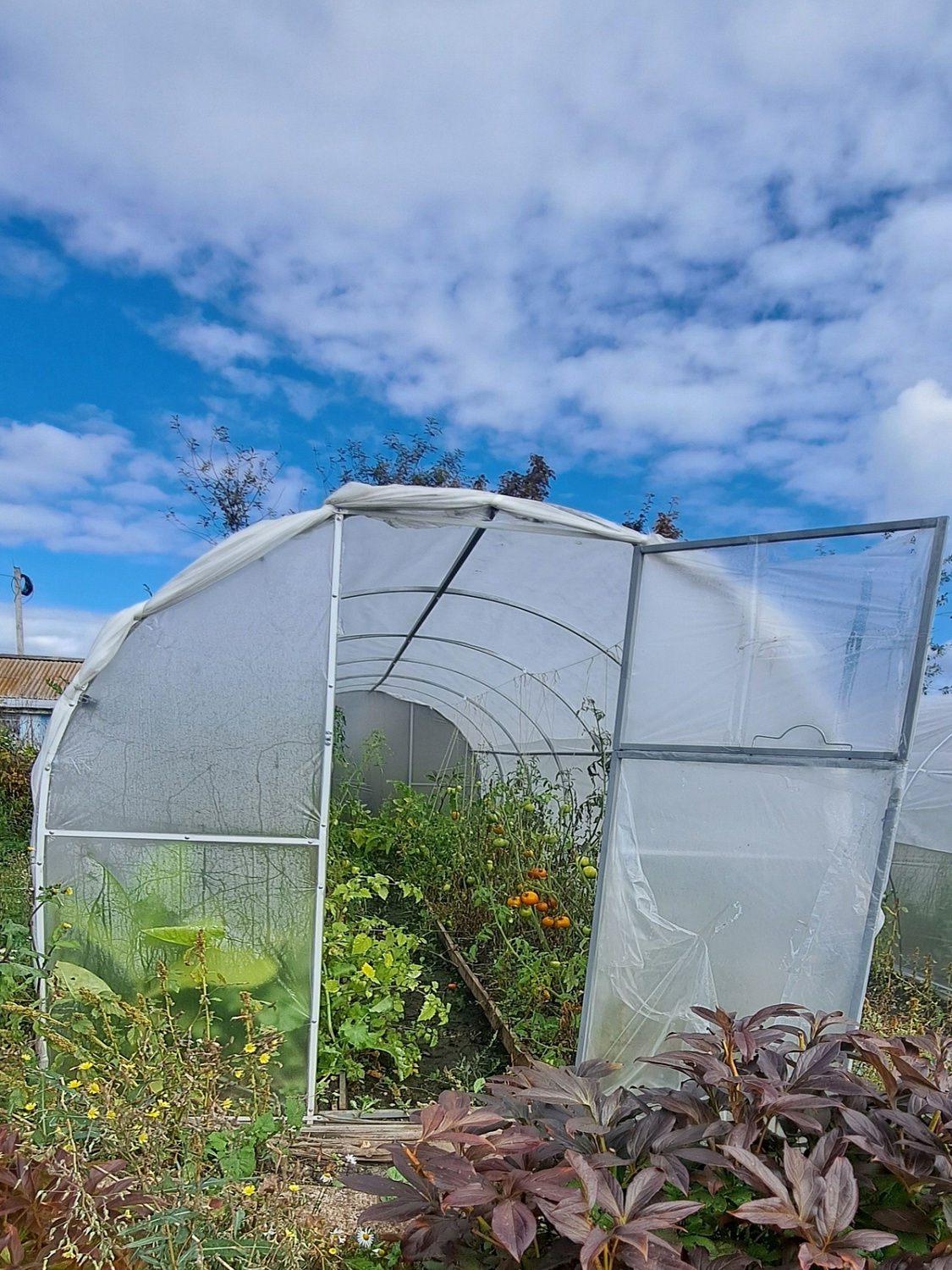 «Урожай с Формикой»